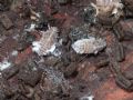 Cixidia sp.